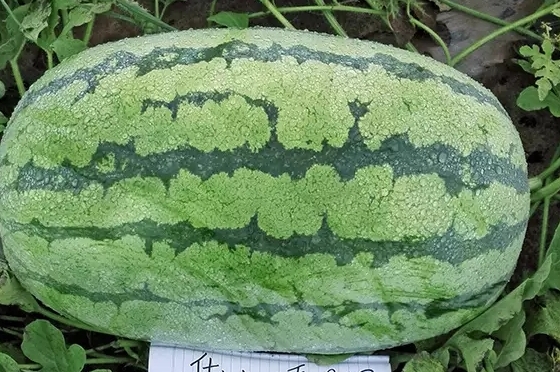 西瓜只為夏天而生嗎？
