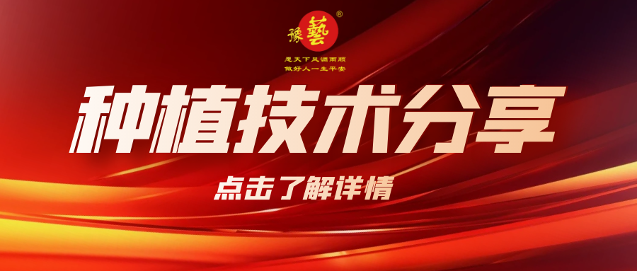 要想種出精品率高的胡蘿卜，這7點要注意！