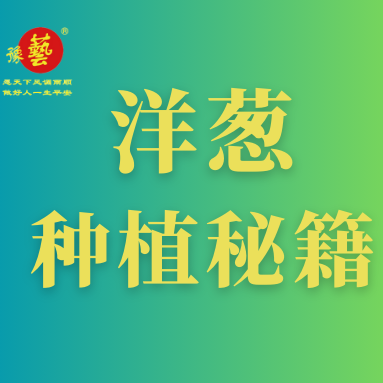 洋蔥種植秘籍：掌握這八點，種出優(yōu)質洋蔥！